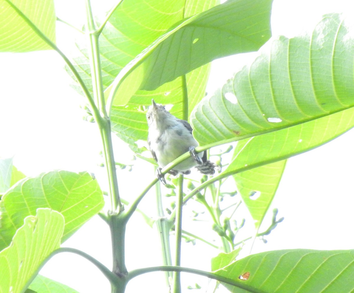 Gray-mantled Wren - ML647274066