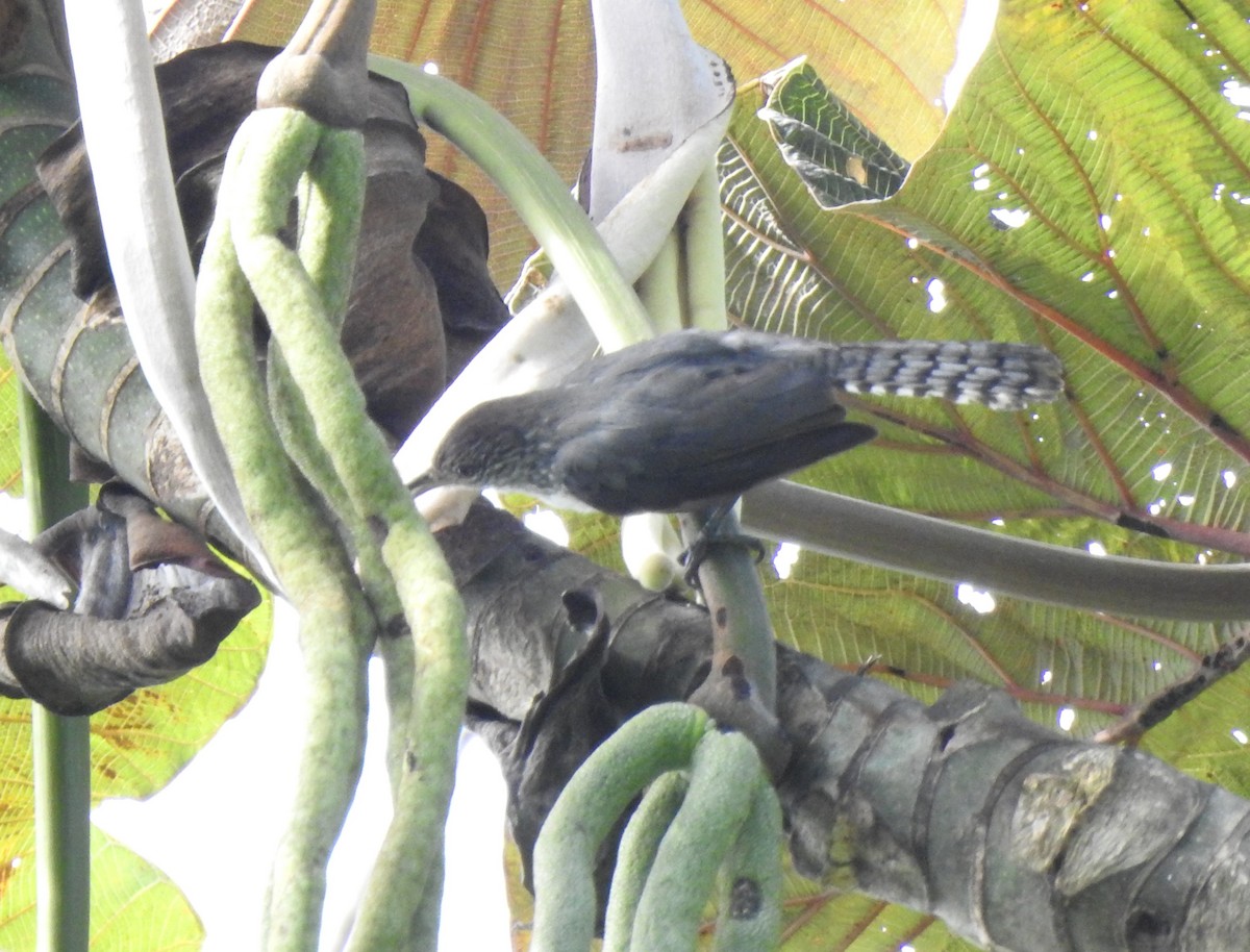 Gray-mantled Wren - ML647274067