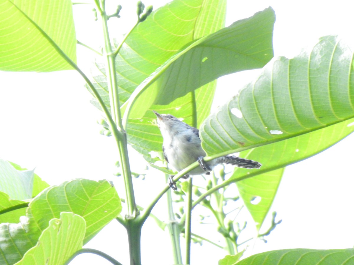 Gray-mantled Wren - ML647274068