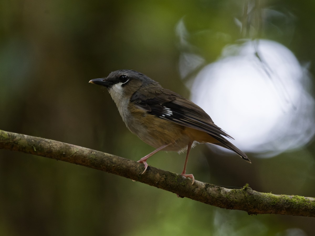 Gray-headed Robin - ML647274069