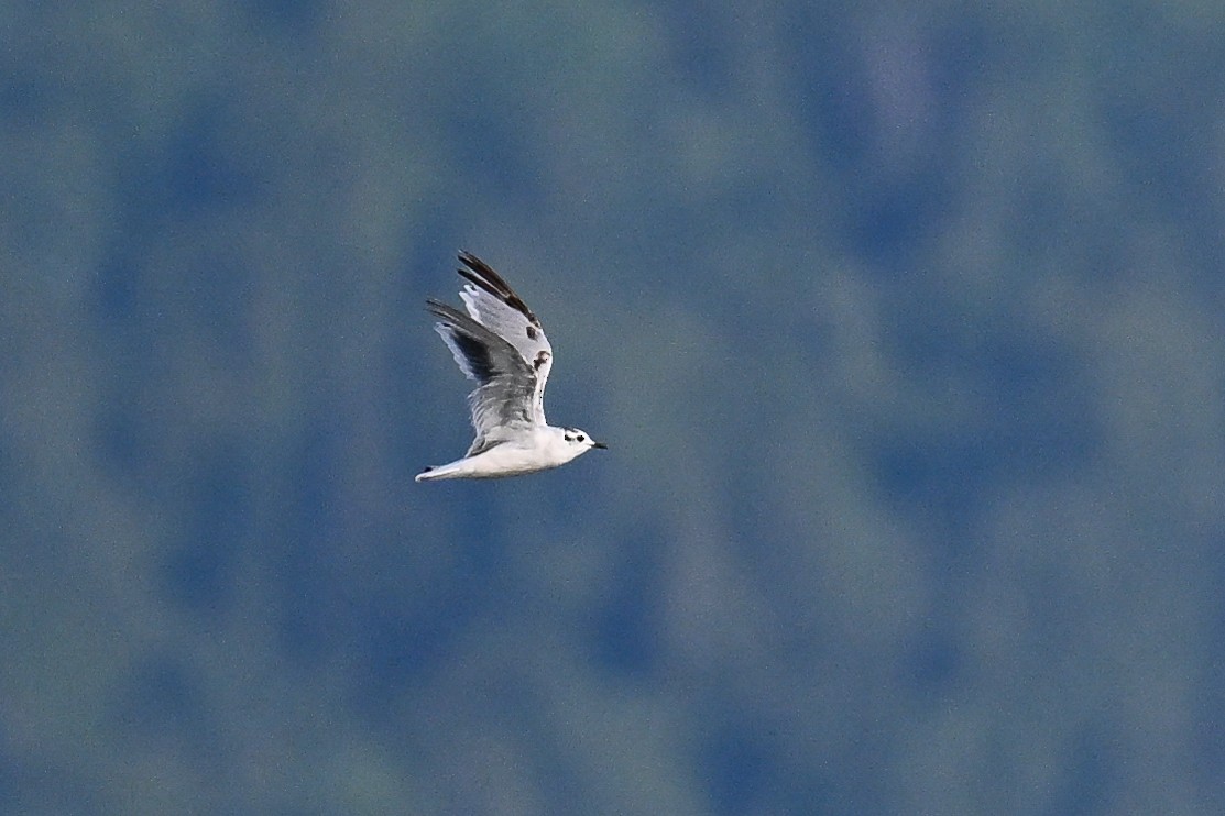 Little Gull - ML647274072