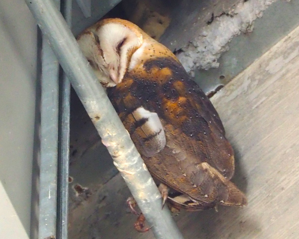 American Barn Owl - ML647274073