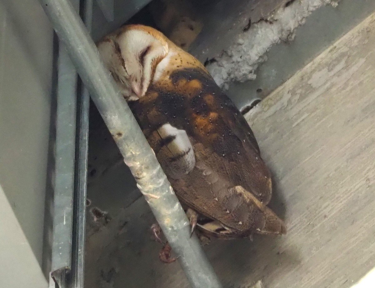 American Barn Owl - ML647274074