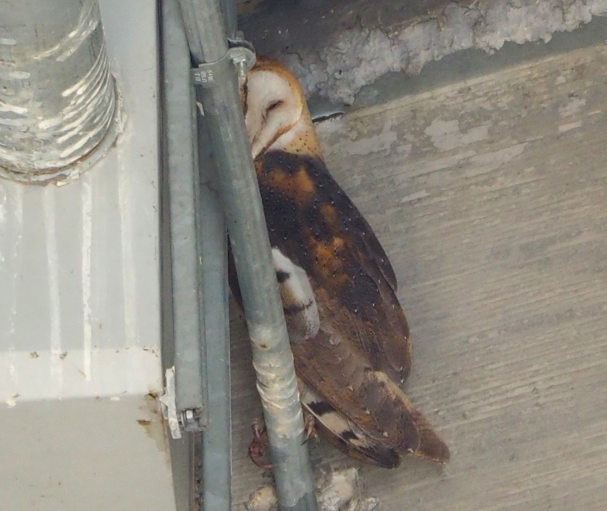 American Barn Owl - ML647274075