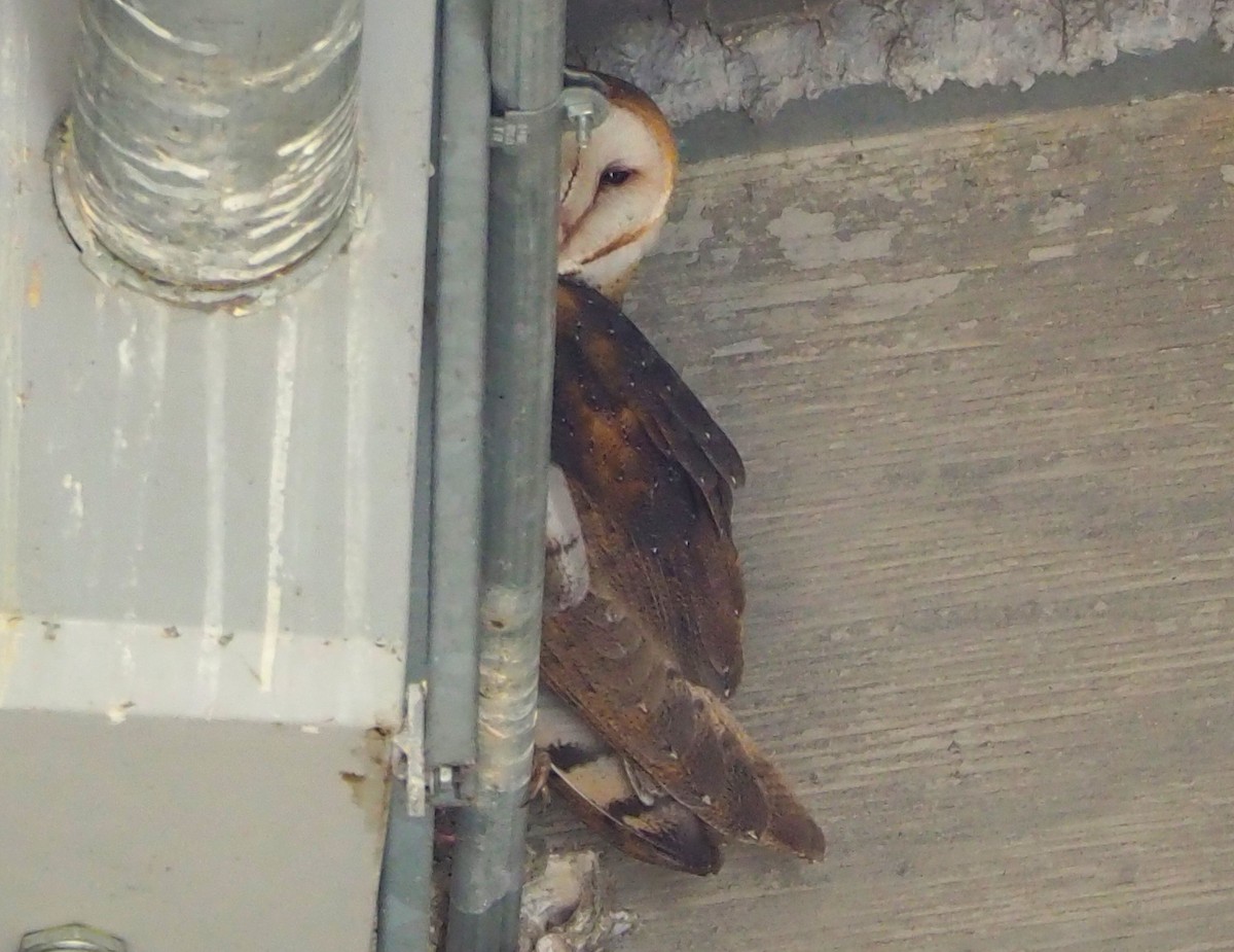 American Barn Owl - ML647274076