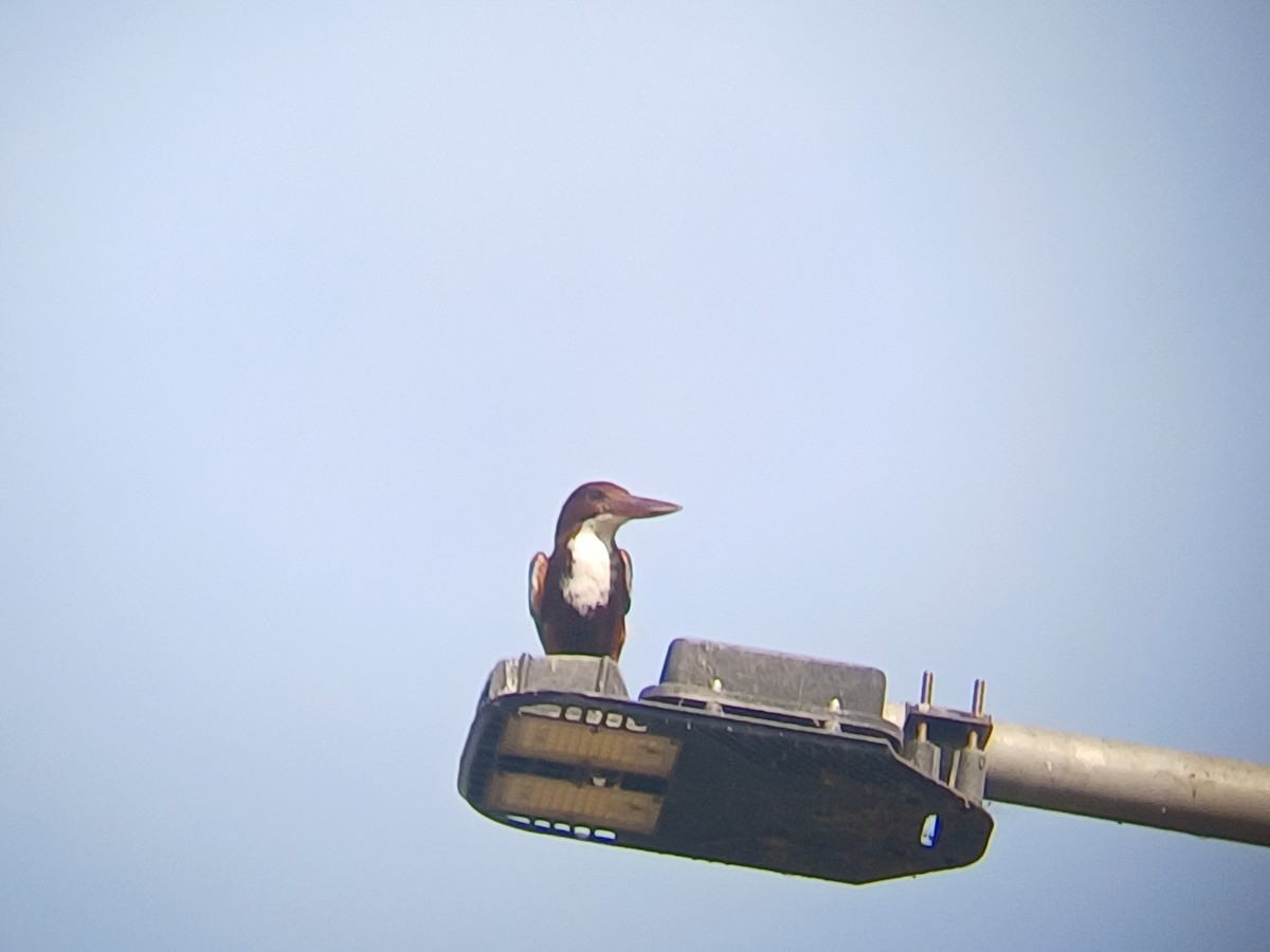White-throated Kingfisher - ML647274078