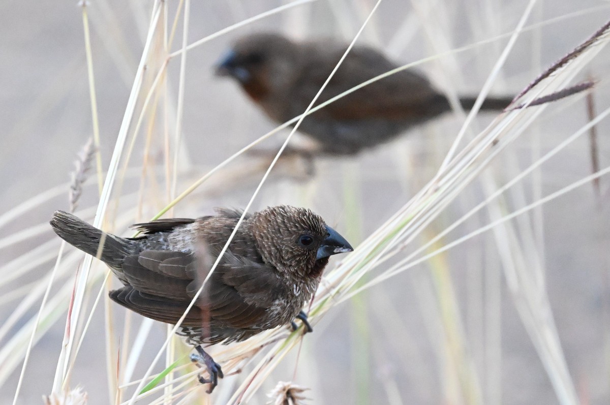 Scaly-breasted Munia - ML647274079