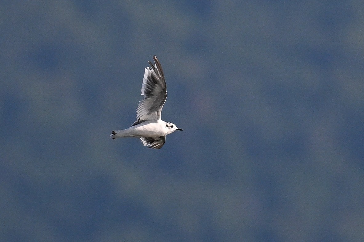 Little Gull - ML647274080
