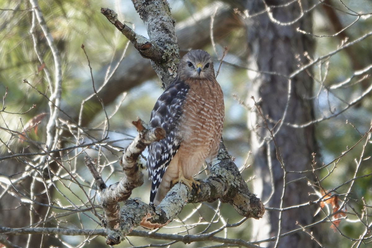 Red-shouldered Hawk - ML647274081