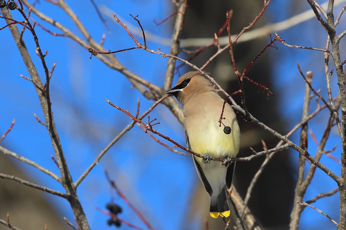 Sedir İpekkuyruğu - ML647274082