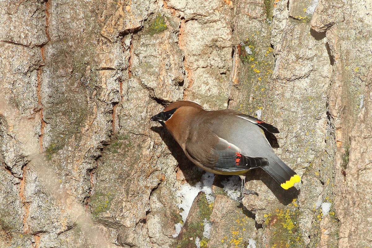 Sedir İpekkuyruğu - ML647274083