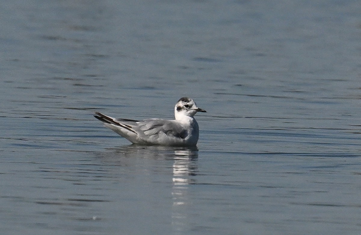 Little Gull - ML647274084