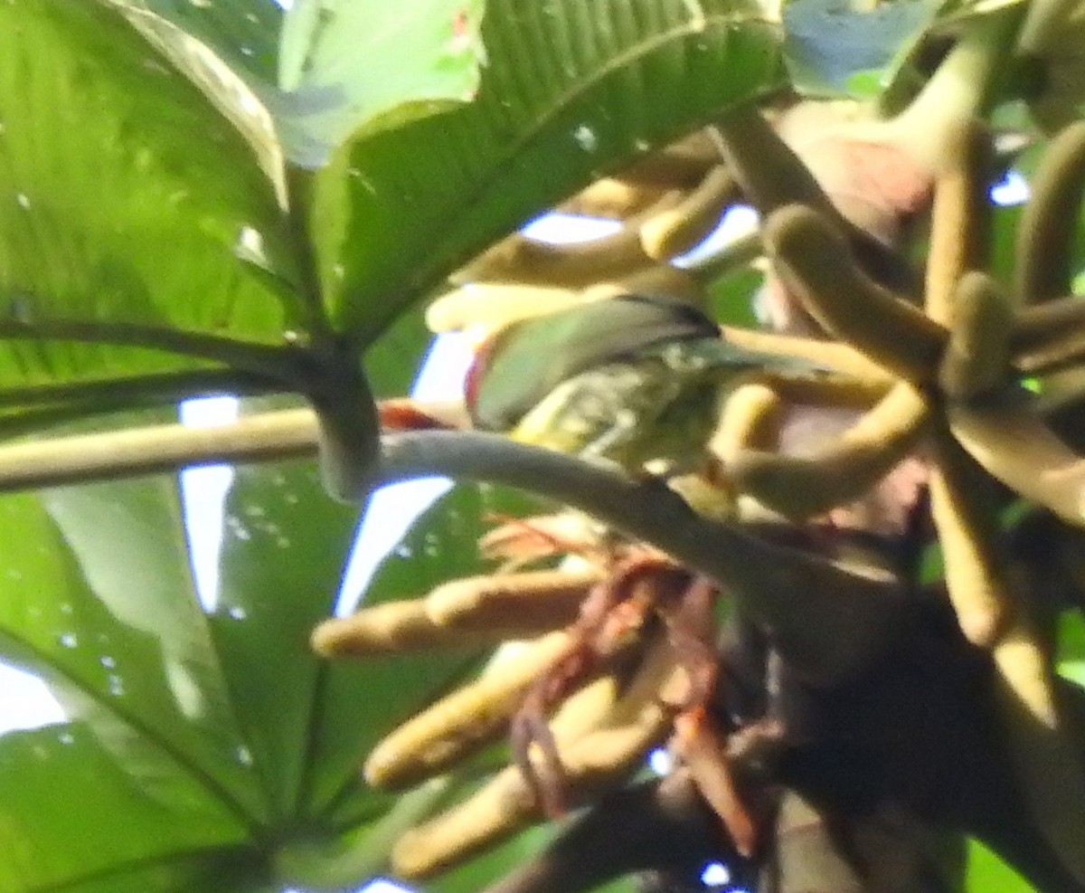 Red-headed Barbet - ML647274085