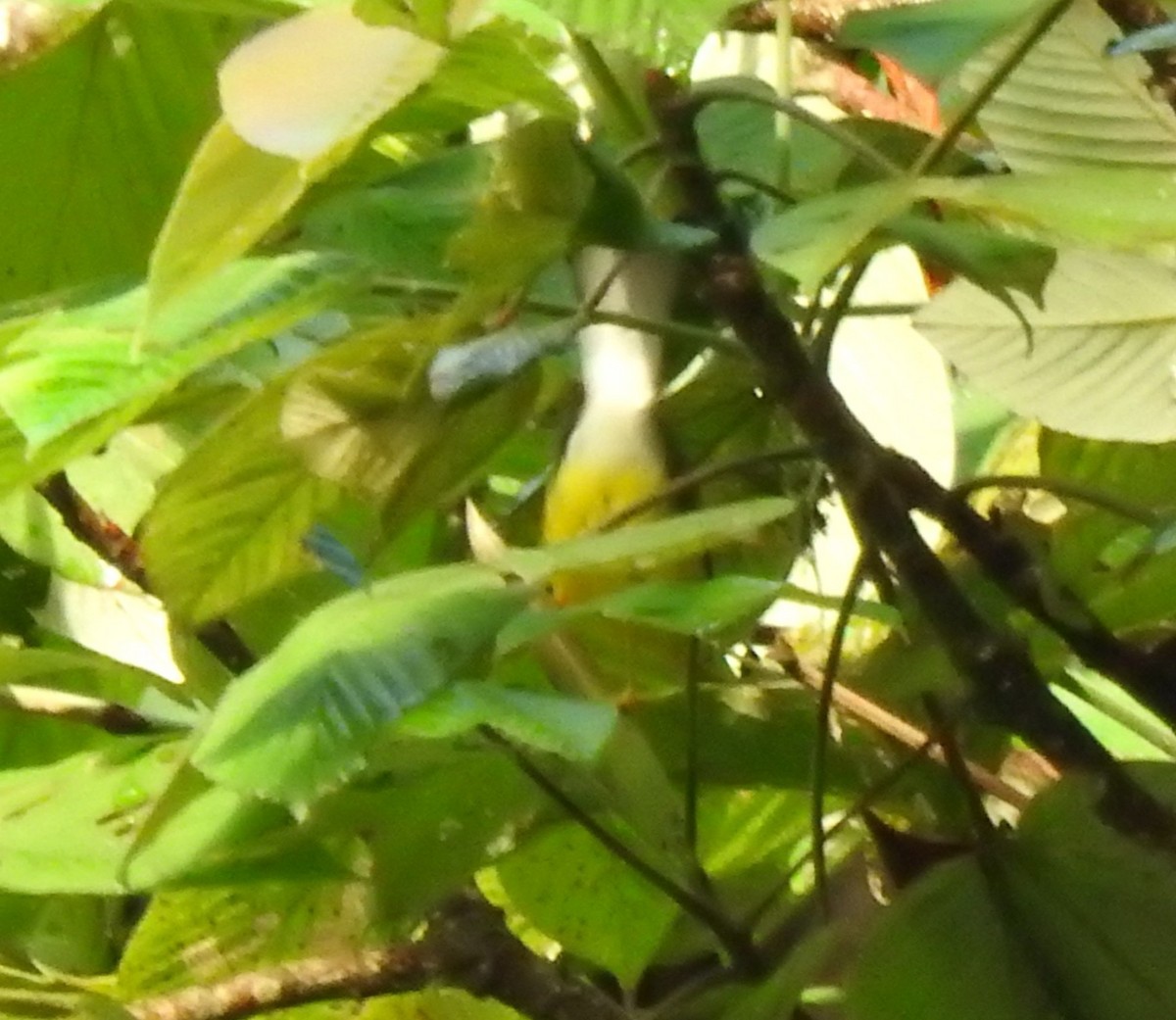 Red-headed Barbet - ML647274086