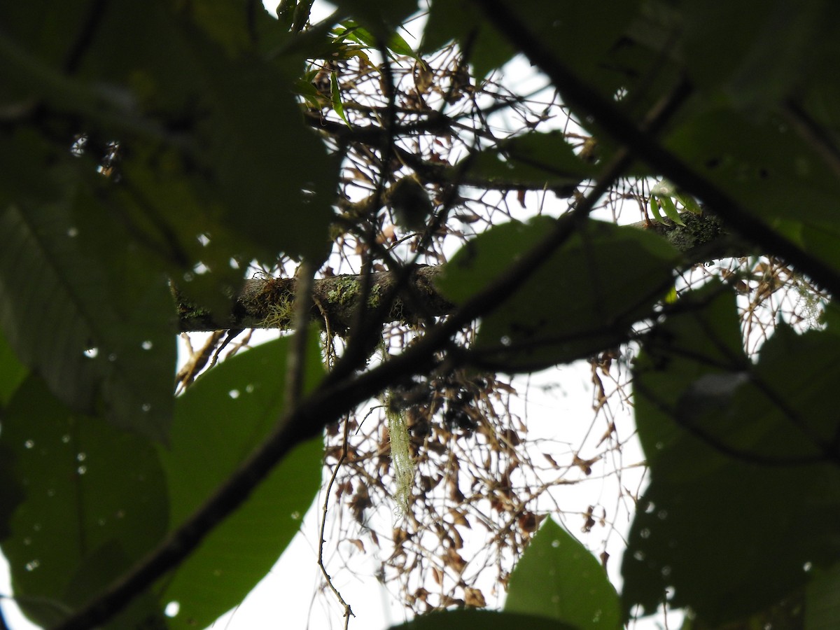 Red-headed Barbet - ML647274087