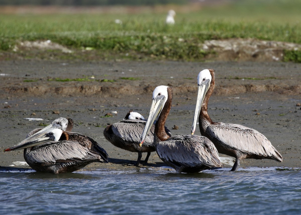 Brown Pelican - ML647274088