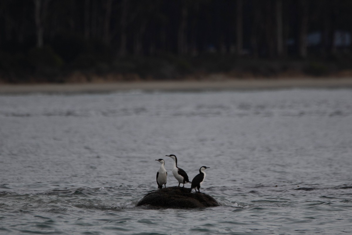 Black-faced Cormorant - ML647274089