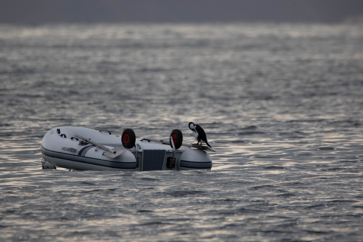 Black-faced Cormorant - ML647274090