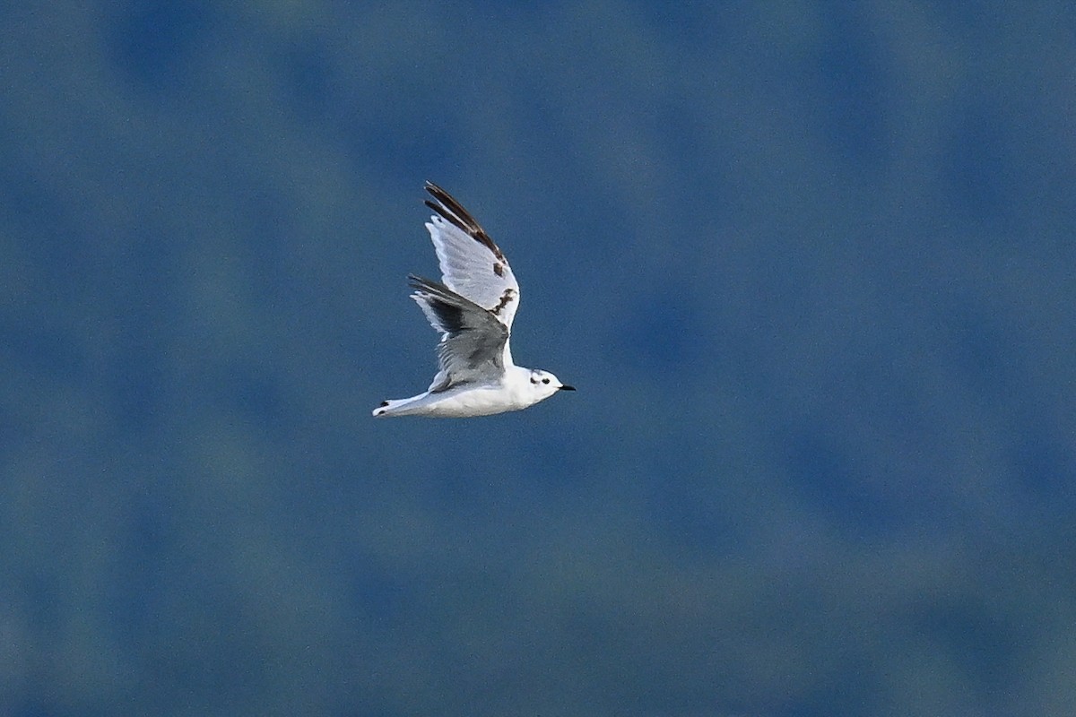 Little Gull - ML647274092