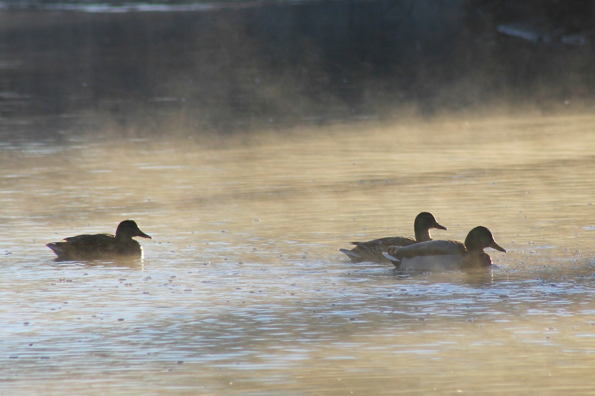 Mallard - ML647274093