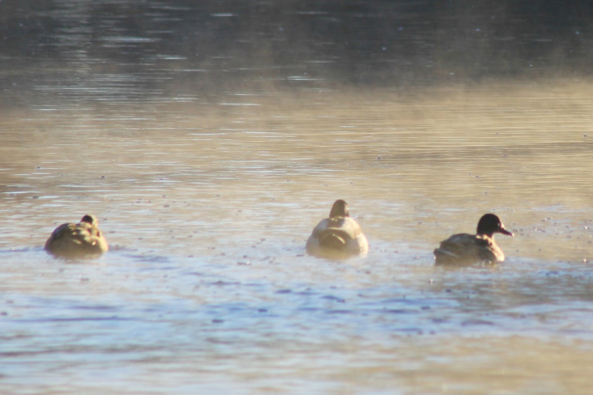 Mallard - ML647274094