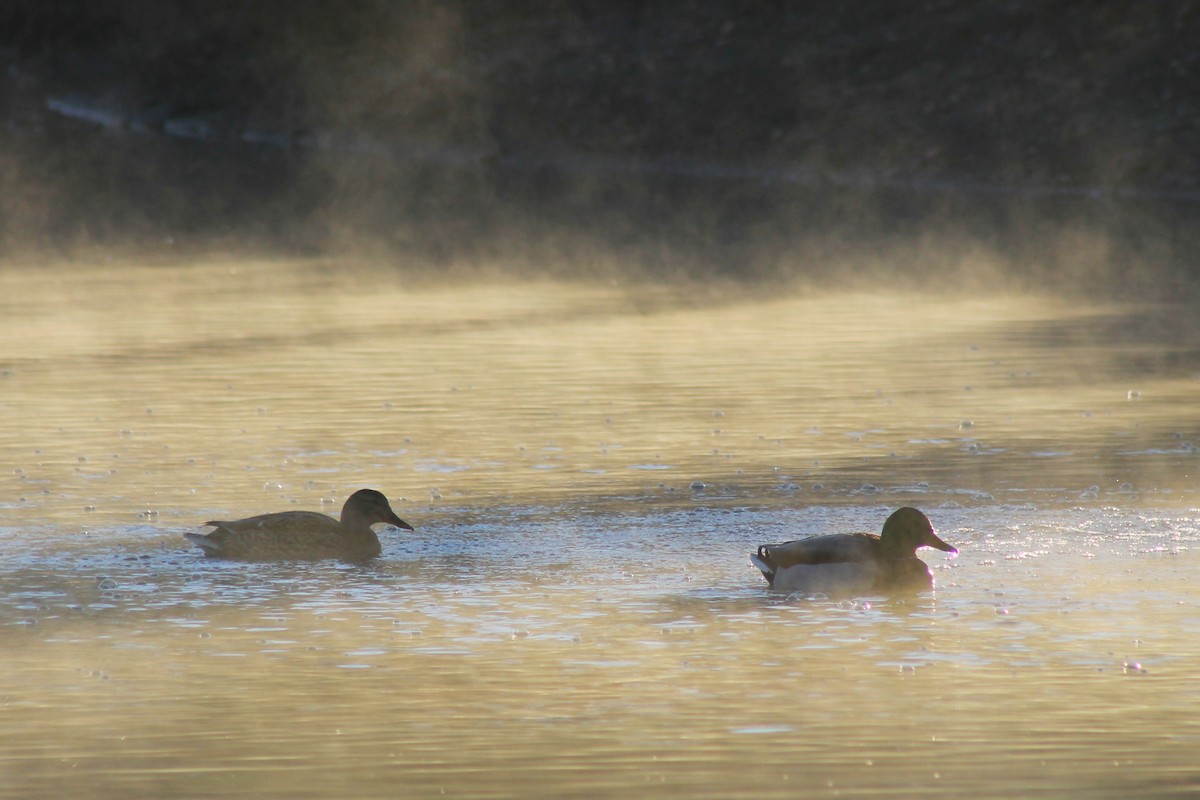 Mallard - ML647274095