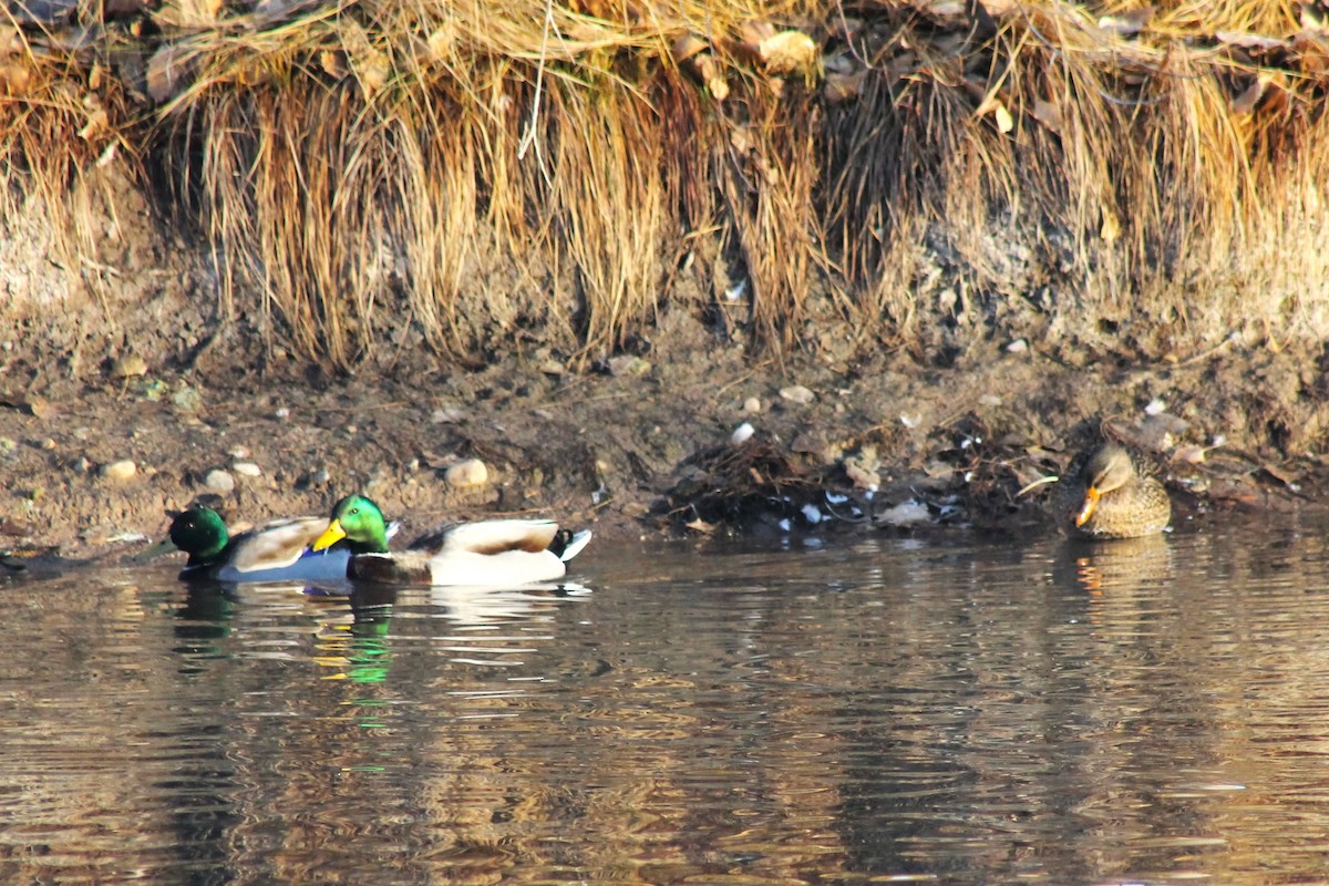 Mallard - ML647274096