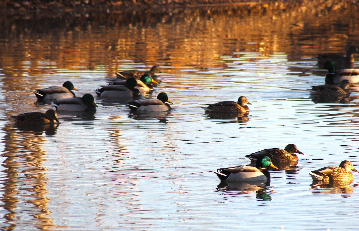 Mallard - ML647274097