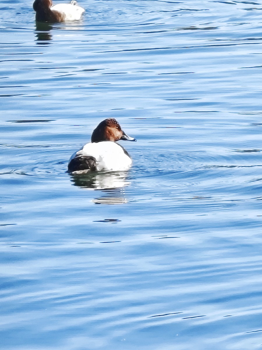 Common Pochard - ML647274098