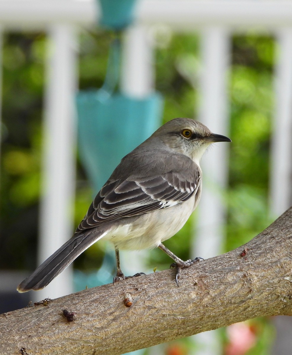 Northern Mockingbird - ML647274099