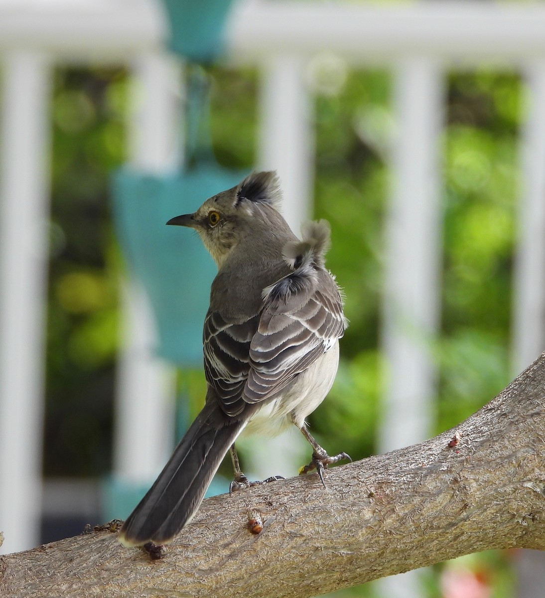 Northern Mockingbird - ML647274100