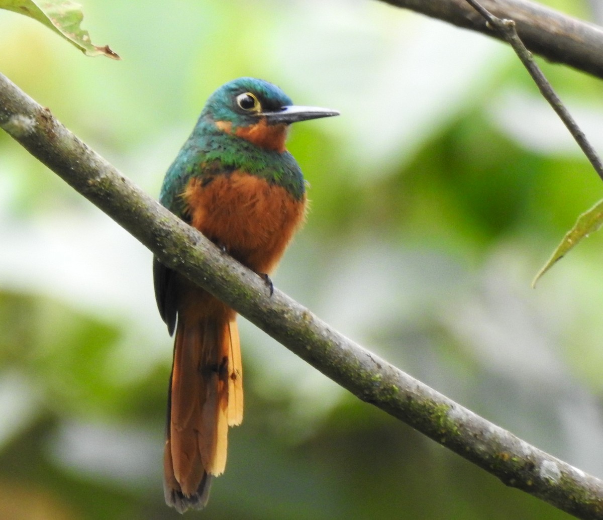 Coppery-chested Jacamar - ML647274102