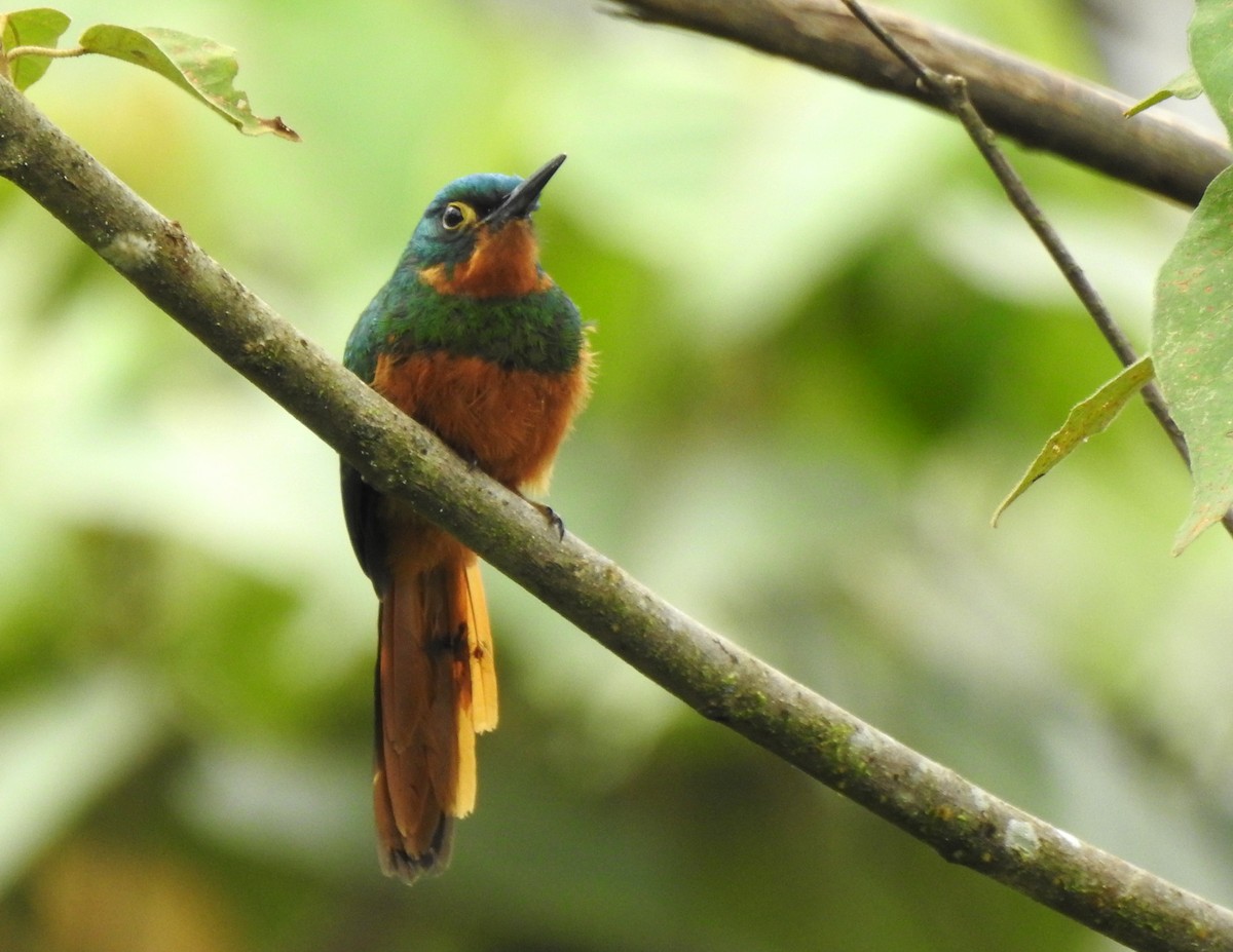 Coppery-chested Jacamar - ML647274103