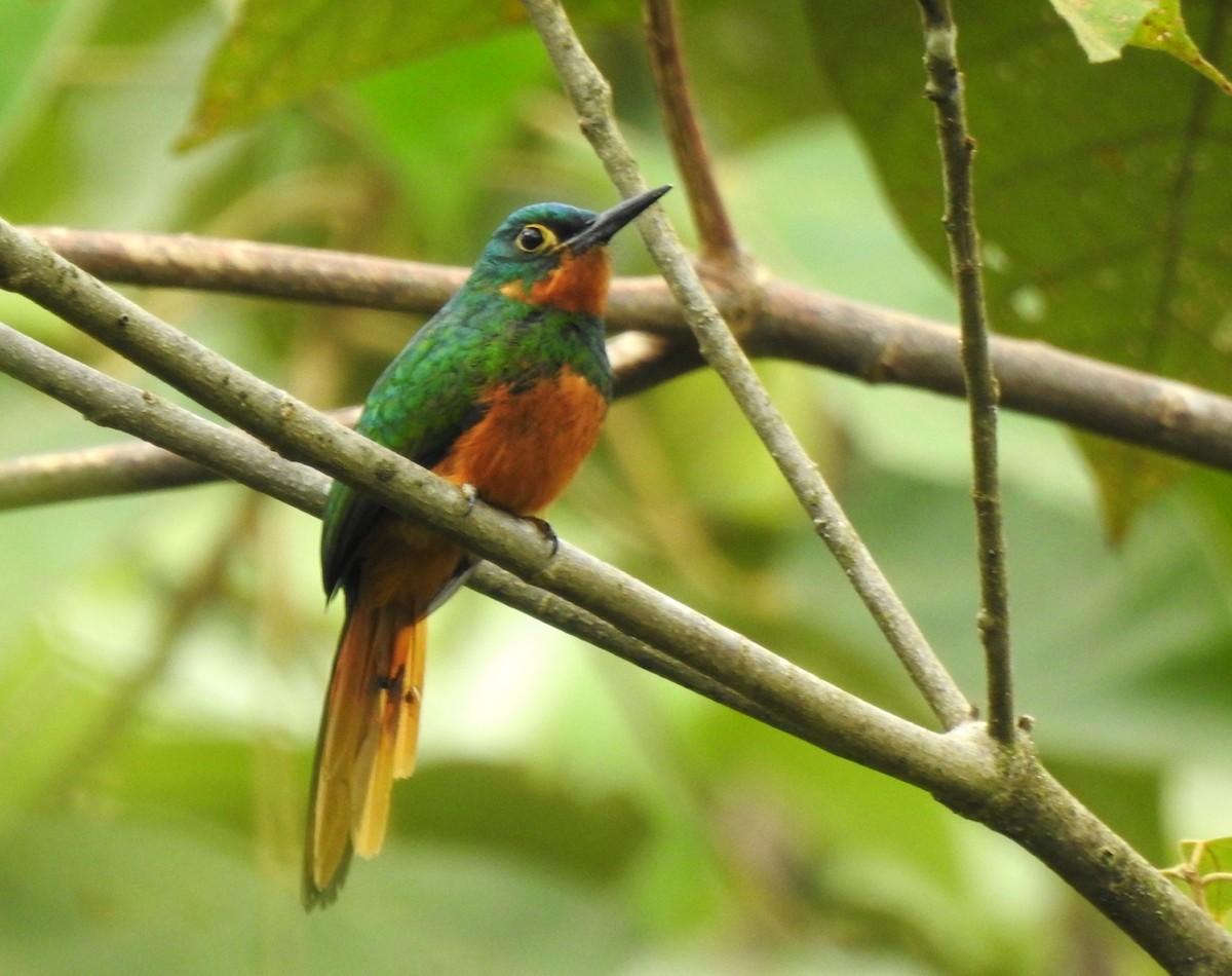 Coppery-chested Jacamar - ML647274106