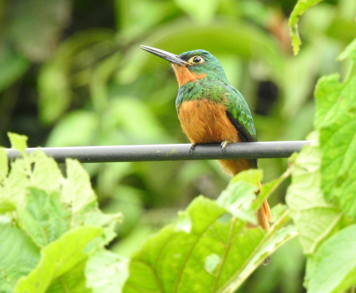 Coppery-chested Jacamar - ML647274107