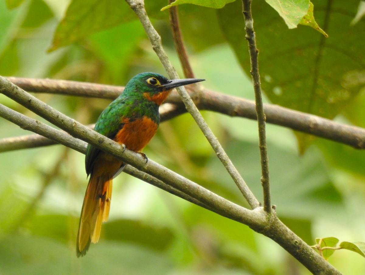 Coppery-chested Jacamar - ML647274108
