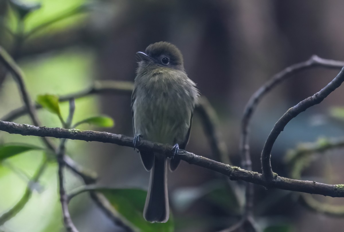 Eye-ringed Flatbill - ML647274128