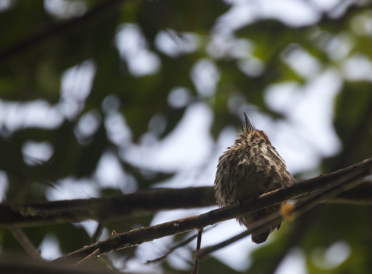 Lanceolated Monklet - ML647274130