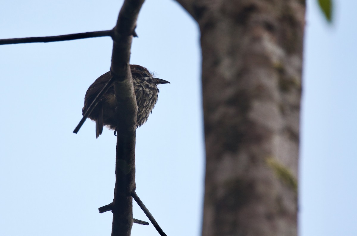 Lanceolated Monklet - ML647274131