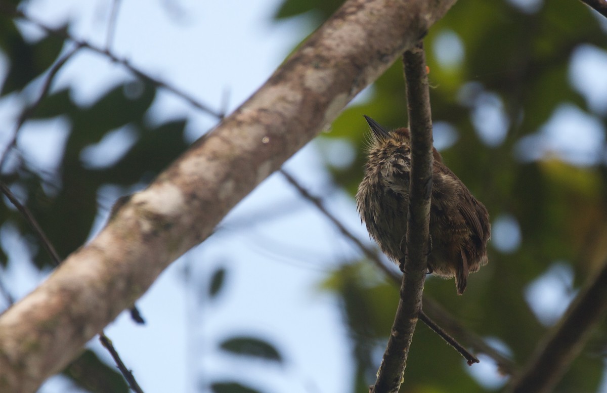 Lanceolated Monklet - ML647274132