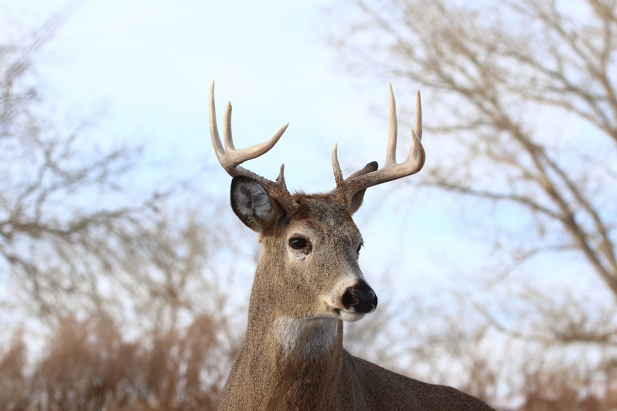 White-tailed Deer - ML647274133