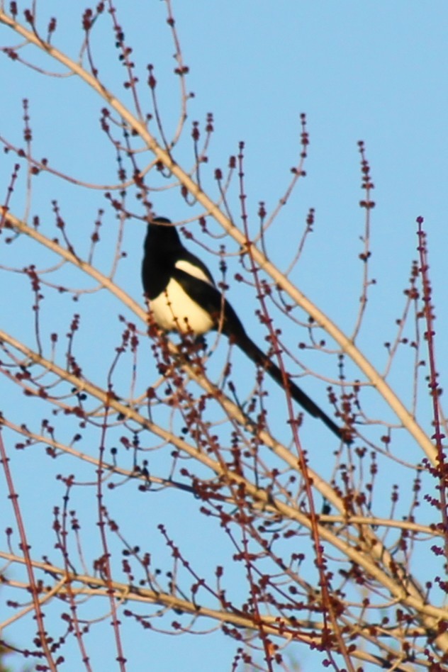Black-billed Magpie - ML647274134