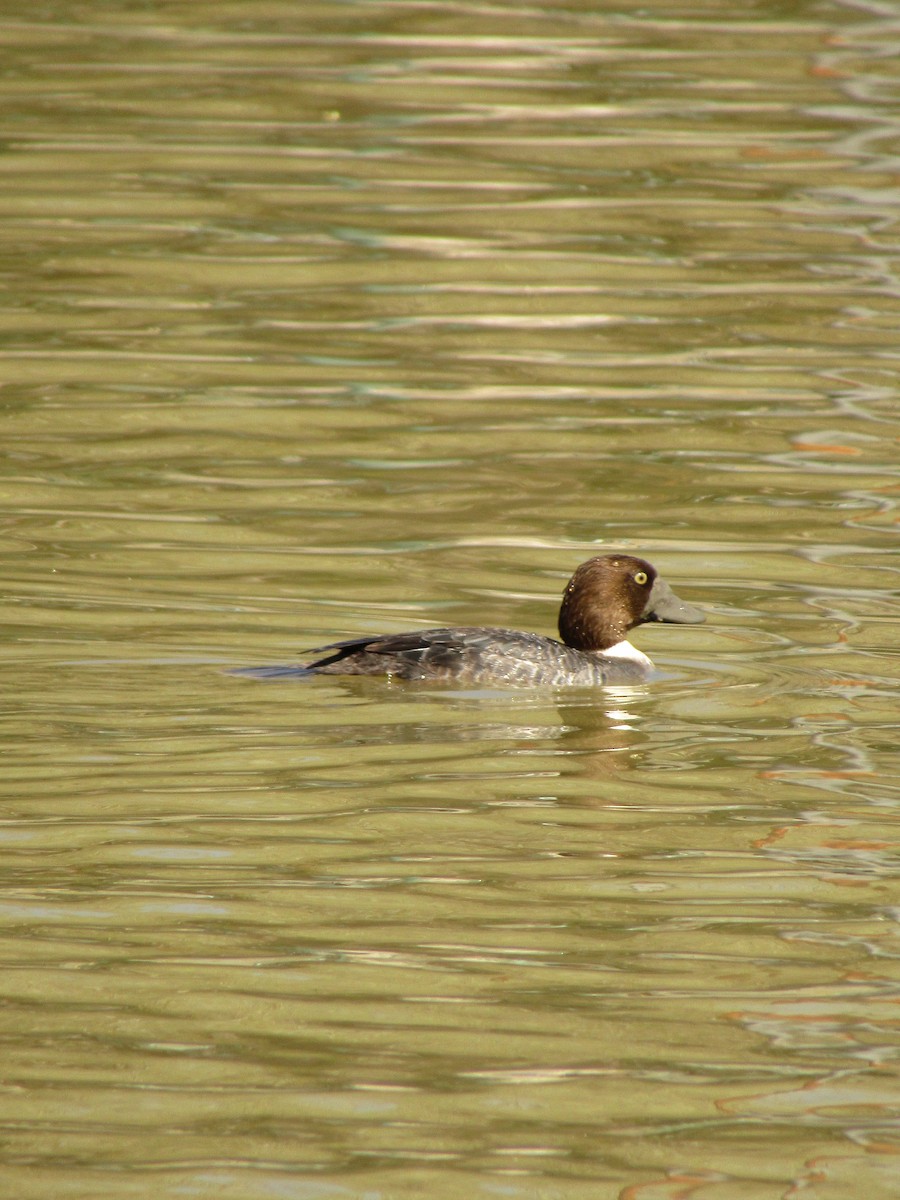 Common Goldeneye - ML647274135