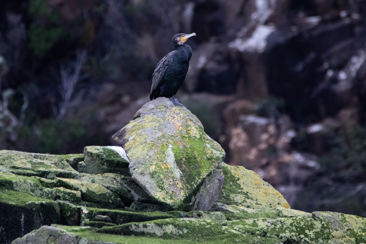Great Cormorant - ML647274136