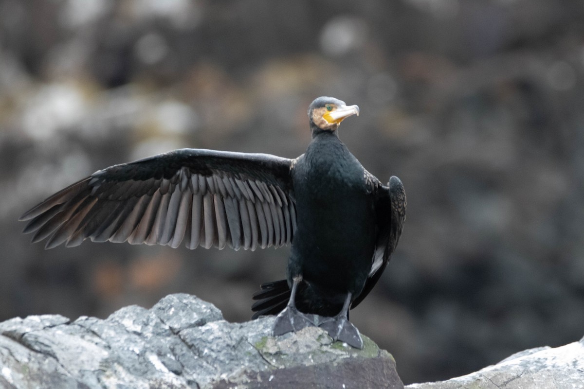 Great Cormorant - ML647274137