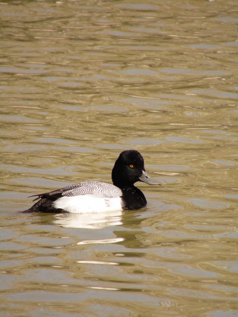 Lesser Scaup - ML647274138