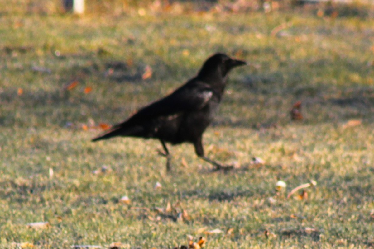 American Crow - ML647274139