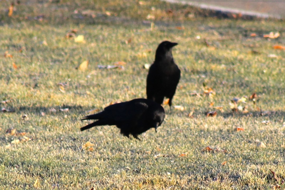 American Crow - ML647274140