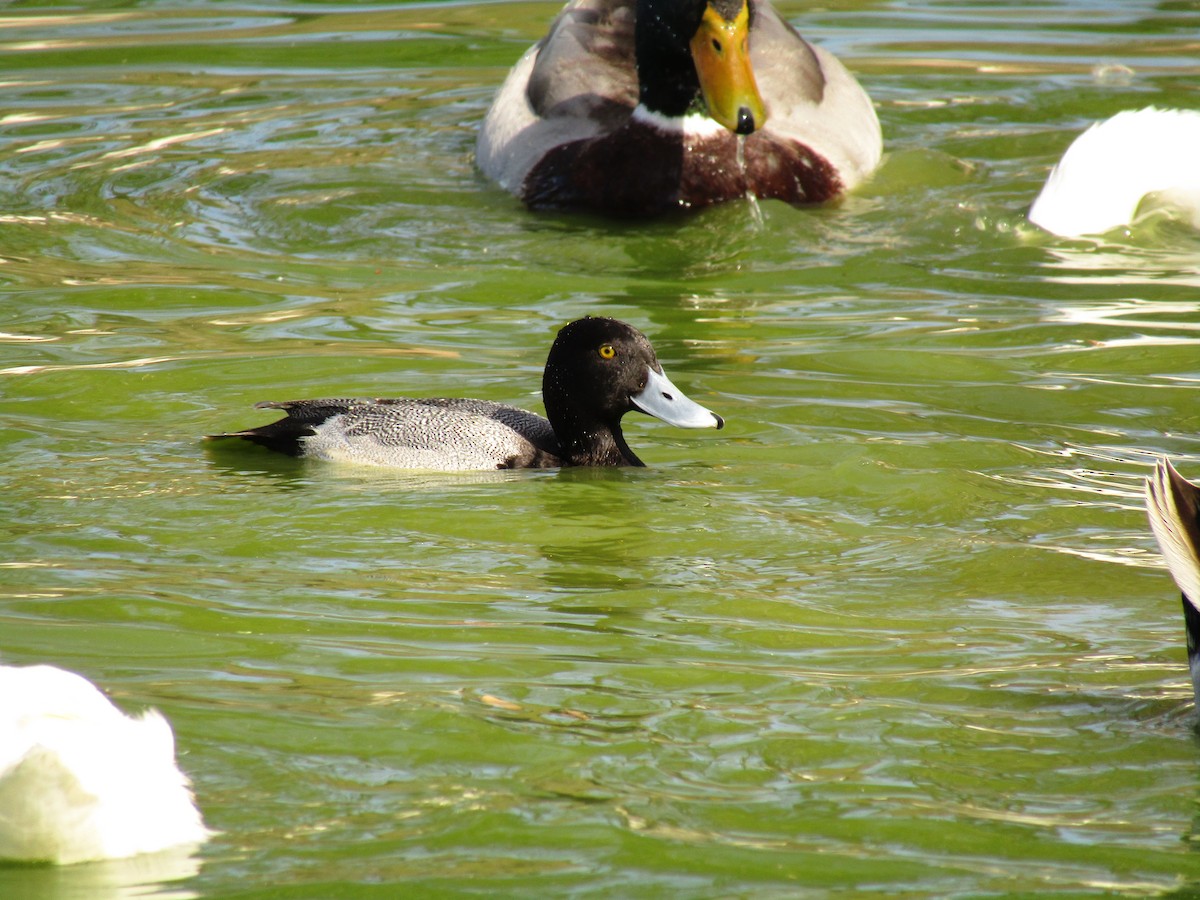 Lesser Scaup - ML647274141