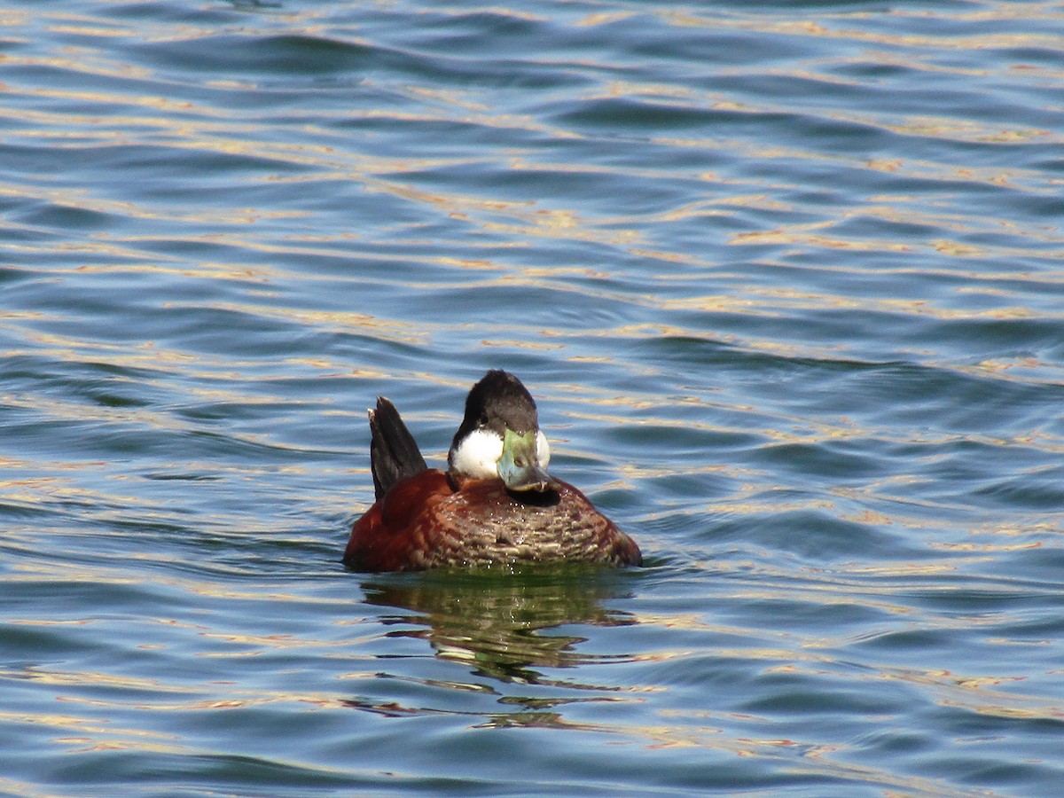 Ruddy Duck - ML647274143